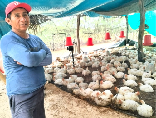 Piura: 5 mil 718 hogares trabajan con proyectos productivos Haku Wiñay implementados por Foncodes 🔍