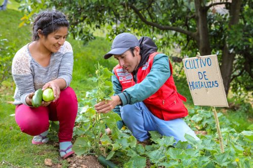 Más de 2500 maestros Yachachiq capacitan en cultivos a familias del proyecto Haku Wiñay a nivel nacional 🔍