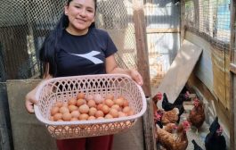 ¡Hoy es el Día Nacional del Cuy y el Día Mundial del Huevo! 🥚