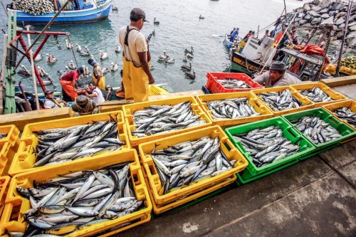 Desembarque de pesca artesanal se incrementó en 48.4% en el primer cuatrimestre del 2025 🐟