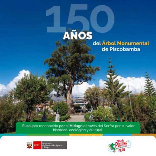 El eucalipto de Piscobamba cumple 150 años🌱✨