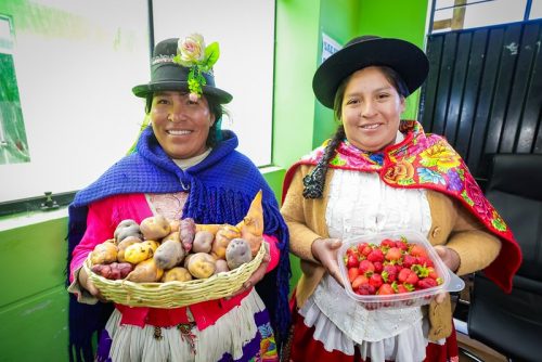 Inauguran fitotoldos para mejorar producción de fresas en Uchuraccay 🍓