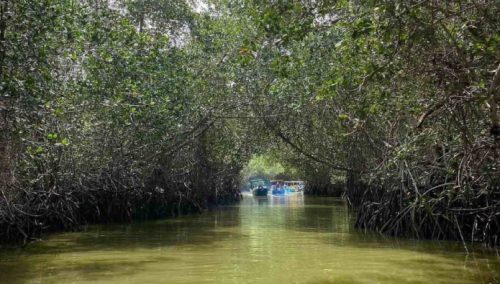 Realizan estudio sobre el estado ambiental de los manglares 👀