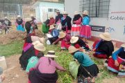 ¡La riqueza del Perú nace en nuestras manos! 🥔🌱