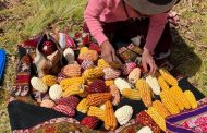 En febrero de 2026 la producción de maíz amarillo duro alcanzó 122 565 toneladas 🌽