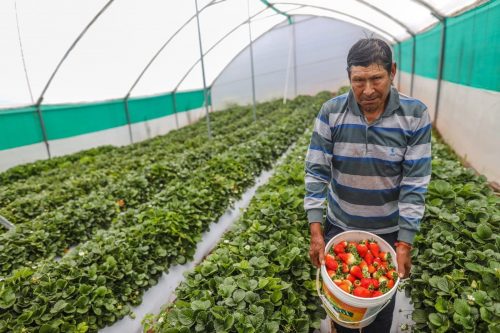 Acuerdan exportar fresa a Brasil, mercado con más de 211 millones de consumidores 🍓