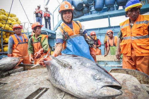 Semana Santa 2026: Consumo de pescado fresco superará las 7900 toneladas en el país 🎣