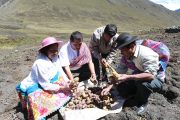 Proyectan más de 2 millones de hectáreas de siembra impulsadas por maíz, papa y frijol 🥔
