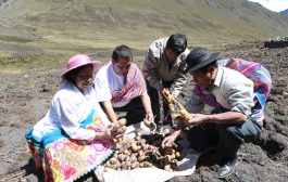 Proyectan más de 2 millones de hectáreas de siembra impulsadas por maíz, papa y frijol 🥔