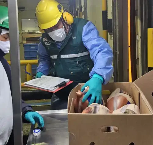 Perú concreta su primer envío de pavo a Panamá y consolida la recuperación de sus exportaciones avícolas 🦃