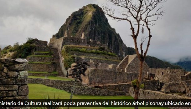 Conoce el Registro Oficial de Árboles Patrimonales 🌲