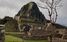Conoce el Registro Oficial de Árboles Patrimonales 🌲