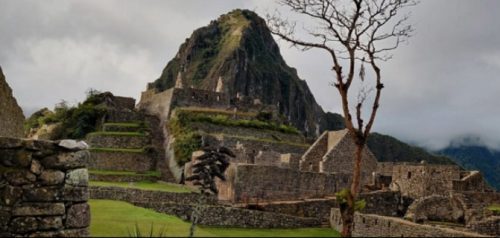 Conoce el Registro Oficial de Árboles Patrimonales 🌲