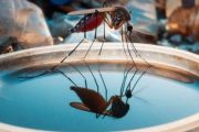 🌧️🦟 El agua estancada es el criadero perfecto del zancudo que transmite Dengue, Zika y Chikungunya 😷💥