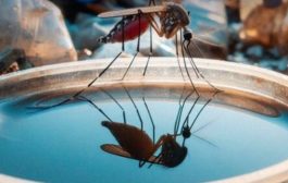🌧️🦟 El agua estancada es el criadero perfecto del zancudo que transmite Dengue, Zika y Chikungunya 😷💥