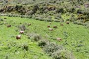 De estiércol de vaca a energía limpia: el gran negocio del biometano en España 🐮