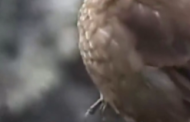 Entre rocas, musgos y paisajes altoandinos apareció una de las aves más amenazadas del Perú 🏔️🌱