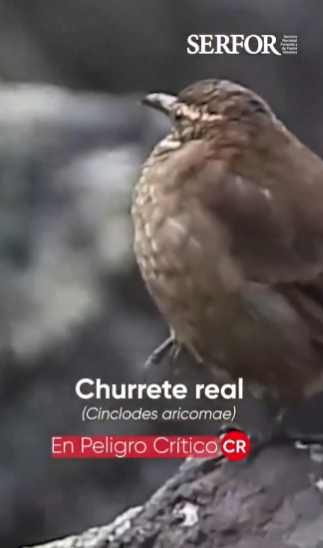 Entre rocas, musgos y paisajes altoandinos apareció una de las aves más amenazadas del Perú 🏔️🌱