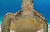 Hoy es el Día Mundial de las #TortugasMarinas🐢🌊