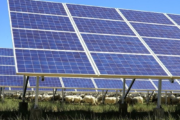 La agrivoltaica demuestra con 1.700 ovejas que renovables y ganadería pueden convivir 👀