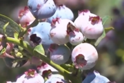 ¿Has notado esa capa blanquecina en los arándanos?🫐