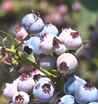 ¿Has notado esa capa blanquecina en los arándanos?🫐