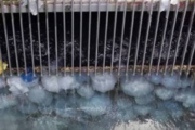 La sequía en el Danubio y las medusas colapsan la generación nuclear en Europa 🔍
