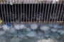 La sequía en el Danubio y las medusas colapsan la generación nuclear en Europa 🔍