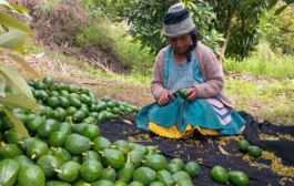 Producen más de 324,000 plantones de palto para dinamizar economía de la agricultura familiar en Junín  🥑