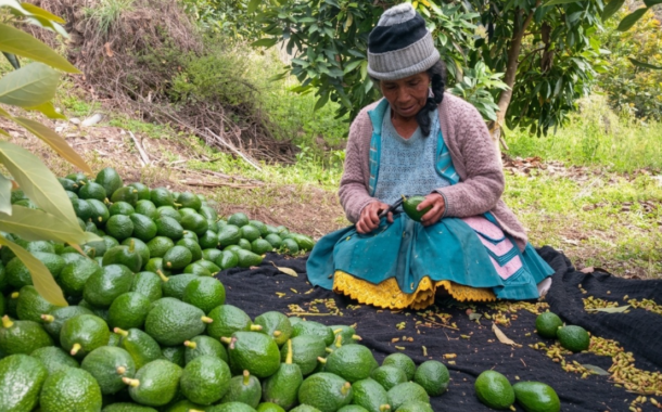 Producen más de 324,000 plantones de palto para dinamizar economía de la agricultura familiar en Junín 🥑