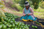 Producen más de 324,000 plantones de palto para dinamizar economía de la agricultura familiar en Junín  🥑