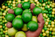 Piura le puso más limón al Perú 🍋🟩