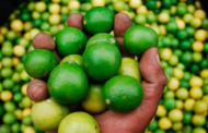 Piura le puso más limón al Perú 🍋🟩