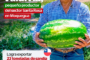 ¡La sandía moqueguana cruza fronteras! 🍉